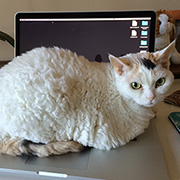 Pixel
